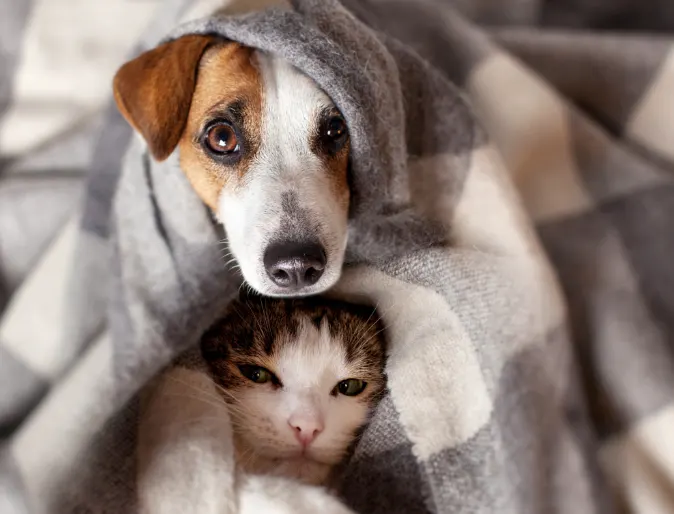 Dog and cat snuggled in a gray and white blanket Dog and cat snuggled in a gray and white blanket