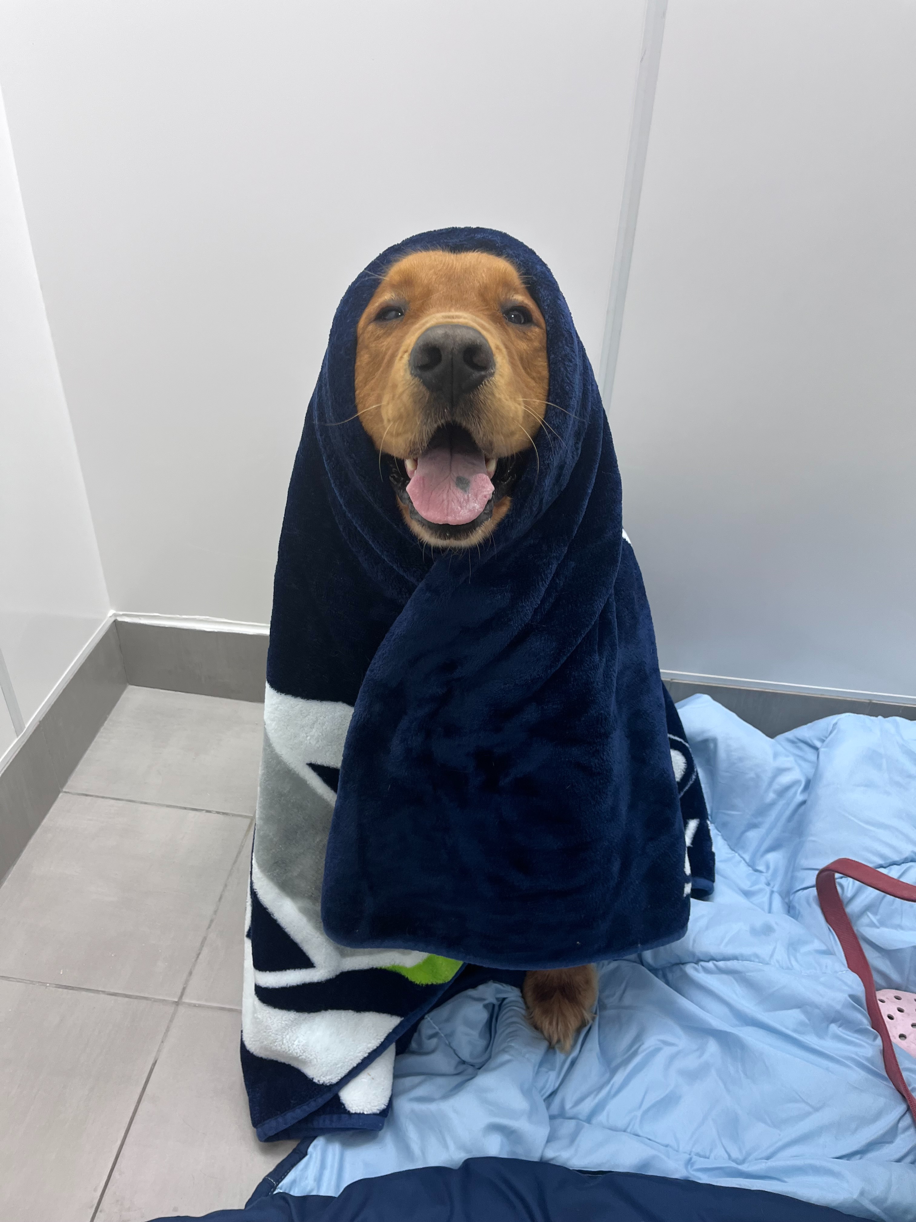 Happy dog wrapping around the blanket