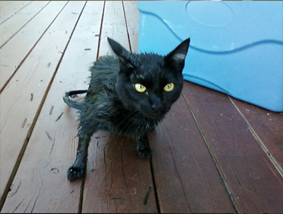 Wet black cat sitting on rainy damp porch