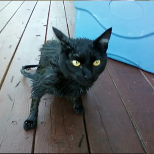 Wet black cat sitting on rainy damp porch