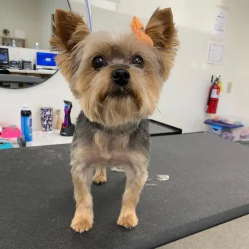 Small dog with orange bow on grooming table