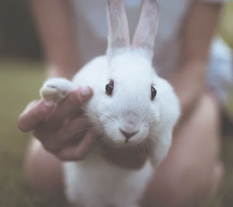 Rabbit waving hello with the help of the owner Rabbit waving hello with the help of the owner