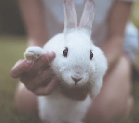 Rabbit waving hello with the help of the owner