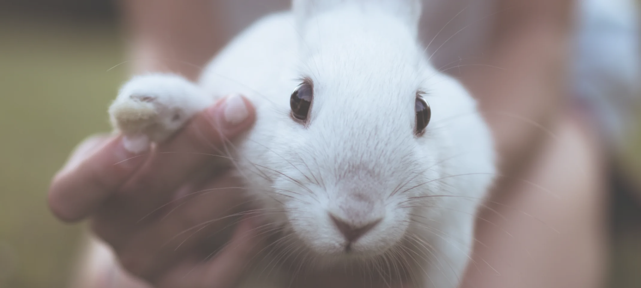Rabbit waving hello with the help of the owner Rabbit waving hello with the help of the owner