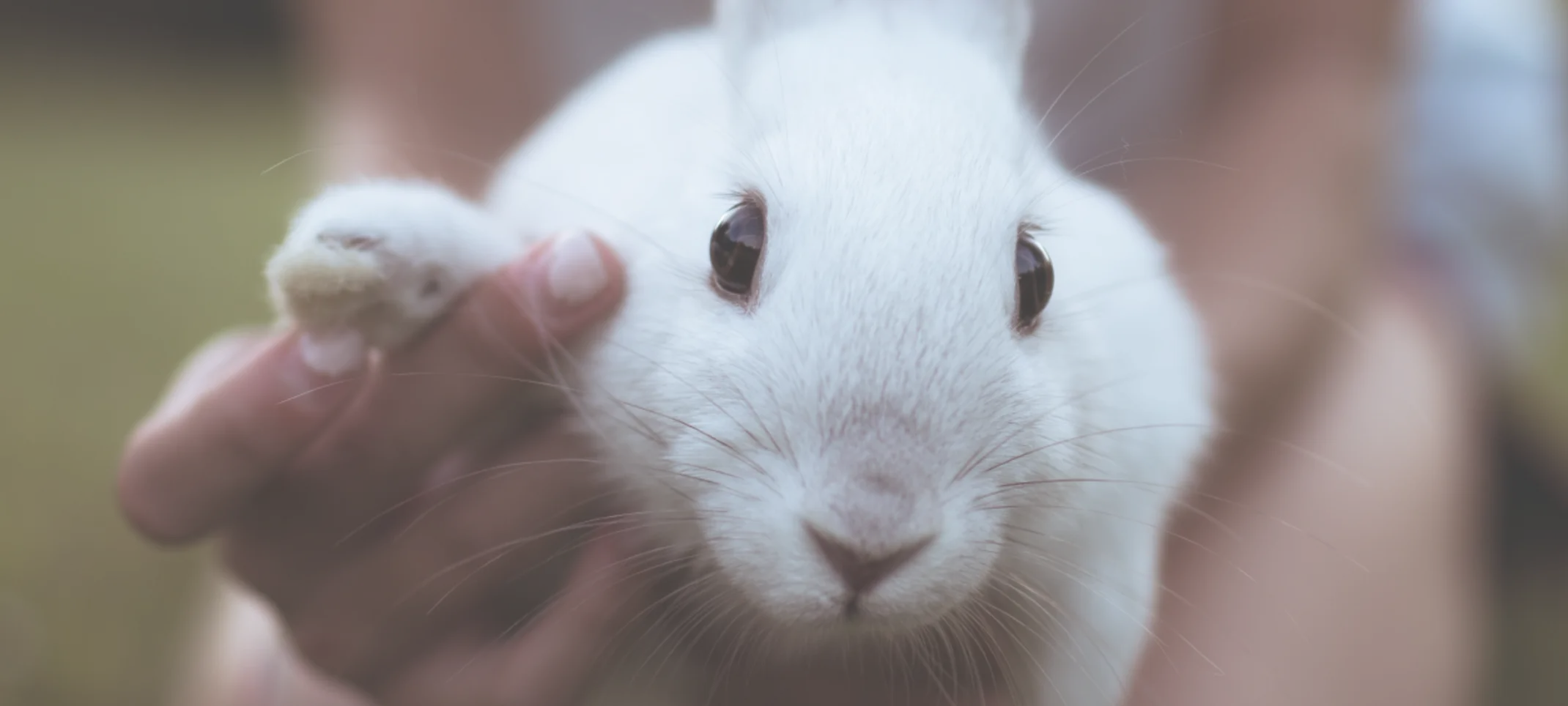 Rabbit waving hello with the help of the owner