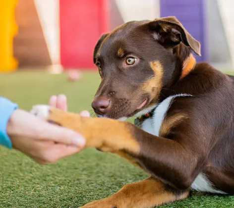 dog shaking paw in puppy preschool at PetSuites