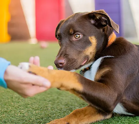 dog shaking paw in puppy preschool at PetSuites dog shaking paw in puppy preschool at PetSuites