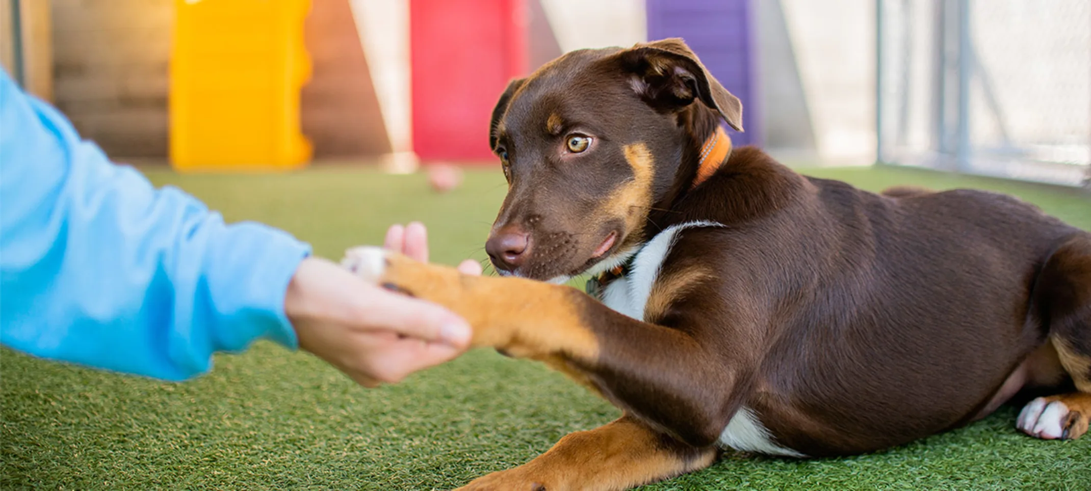 dog shaking paw in puppy preschool at PetSuites dog shaking paw in puppy preschool at PetSuites