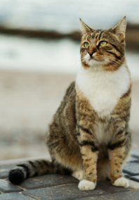 Brown Cat Sitting by the Sand