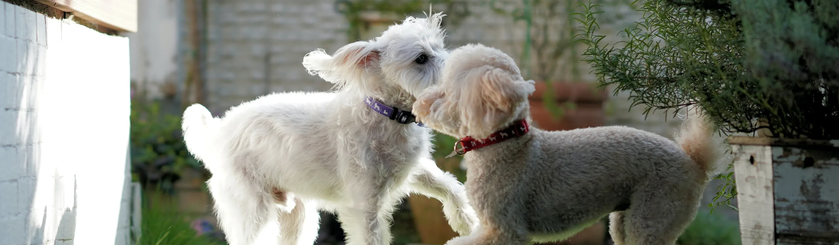 dogs playing 