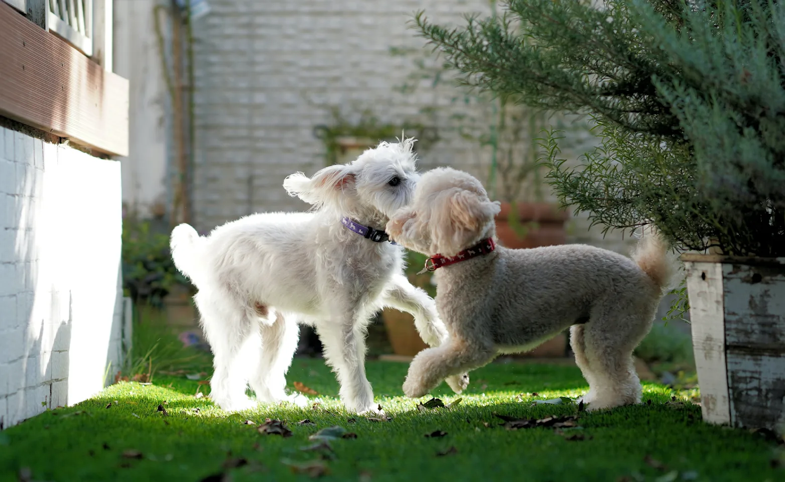 dogs playing 