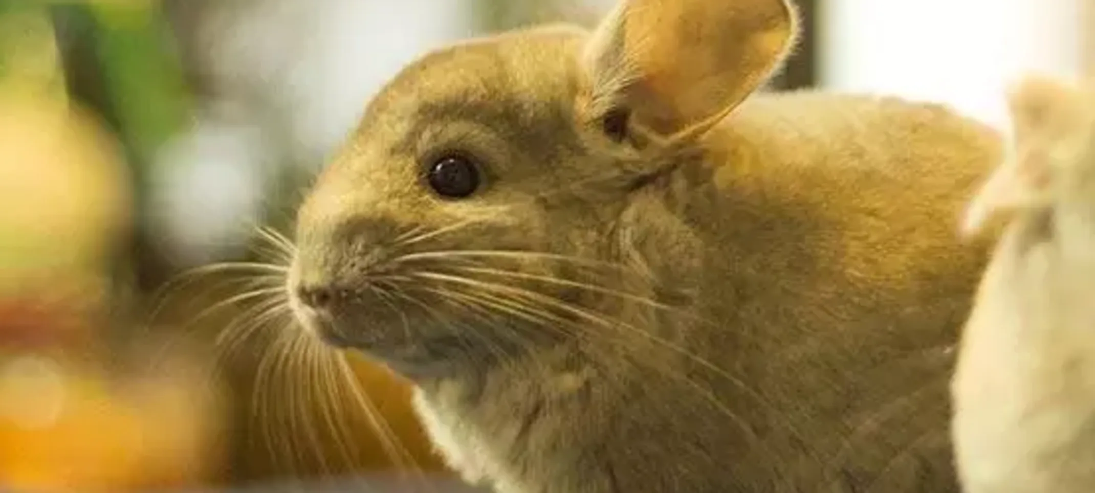 Paco, Chinchilla Paco, Chinchilla