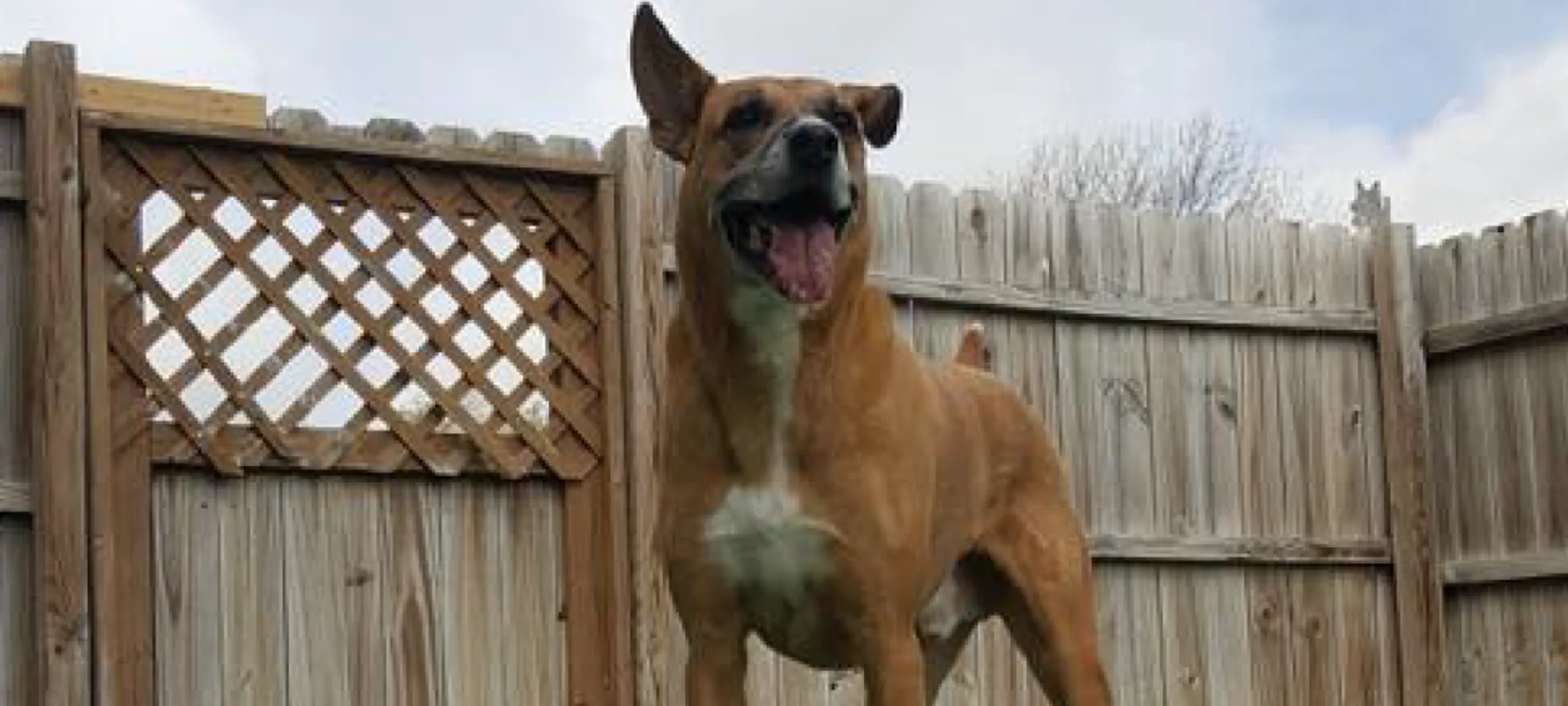 Dog playing outside of The Pet Ranch super happy Dog playing outside of The Pet Ranch super happy
