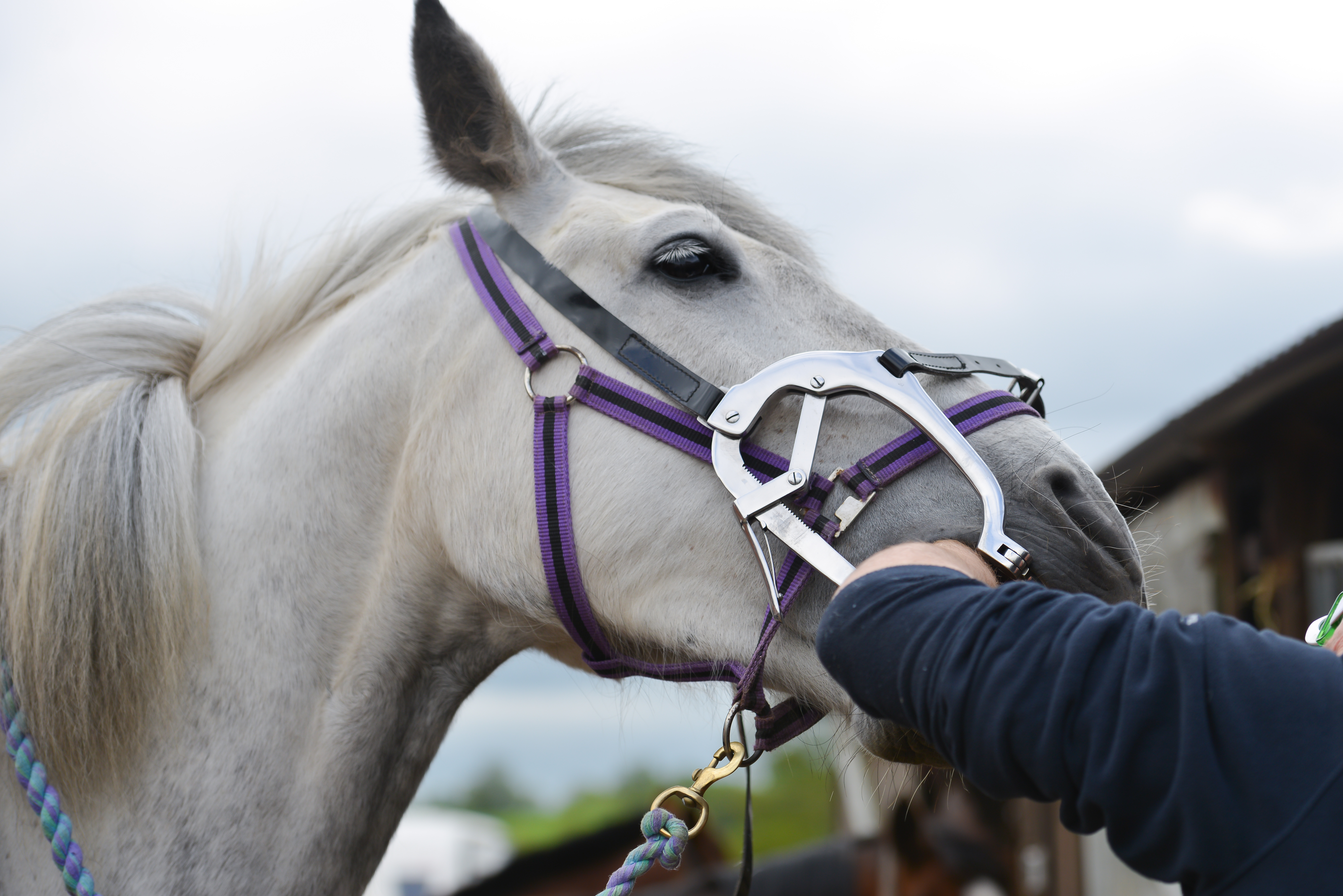 Dental Care for horses