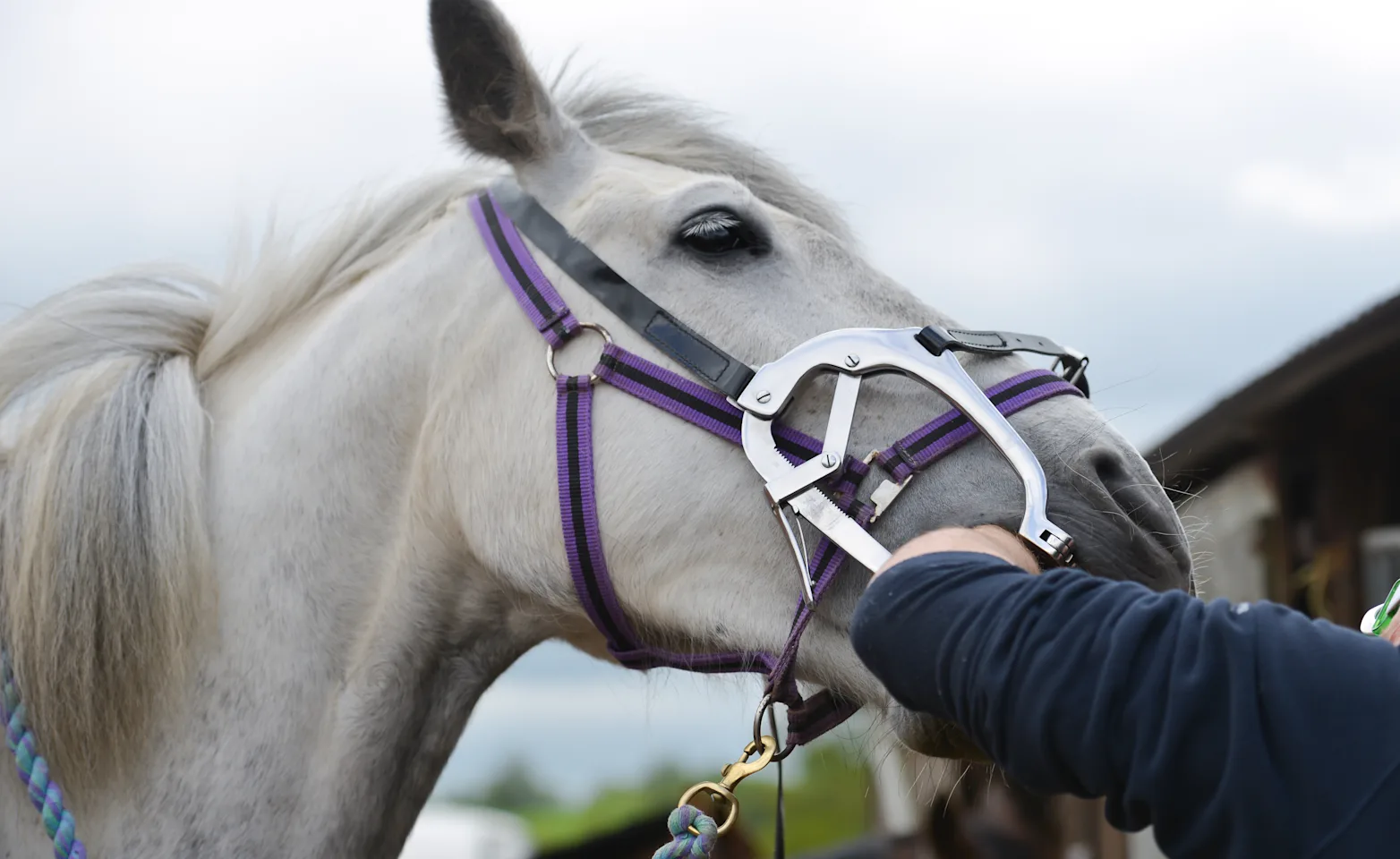Dental Care for horses Dental Care for horses