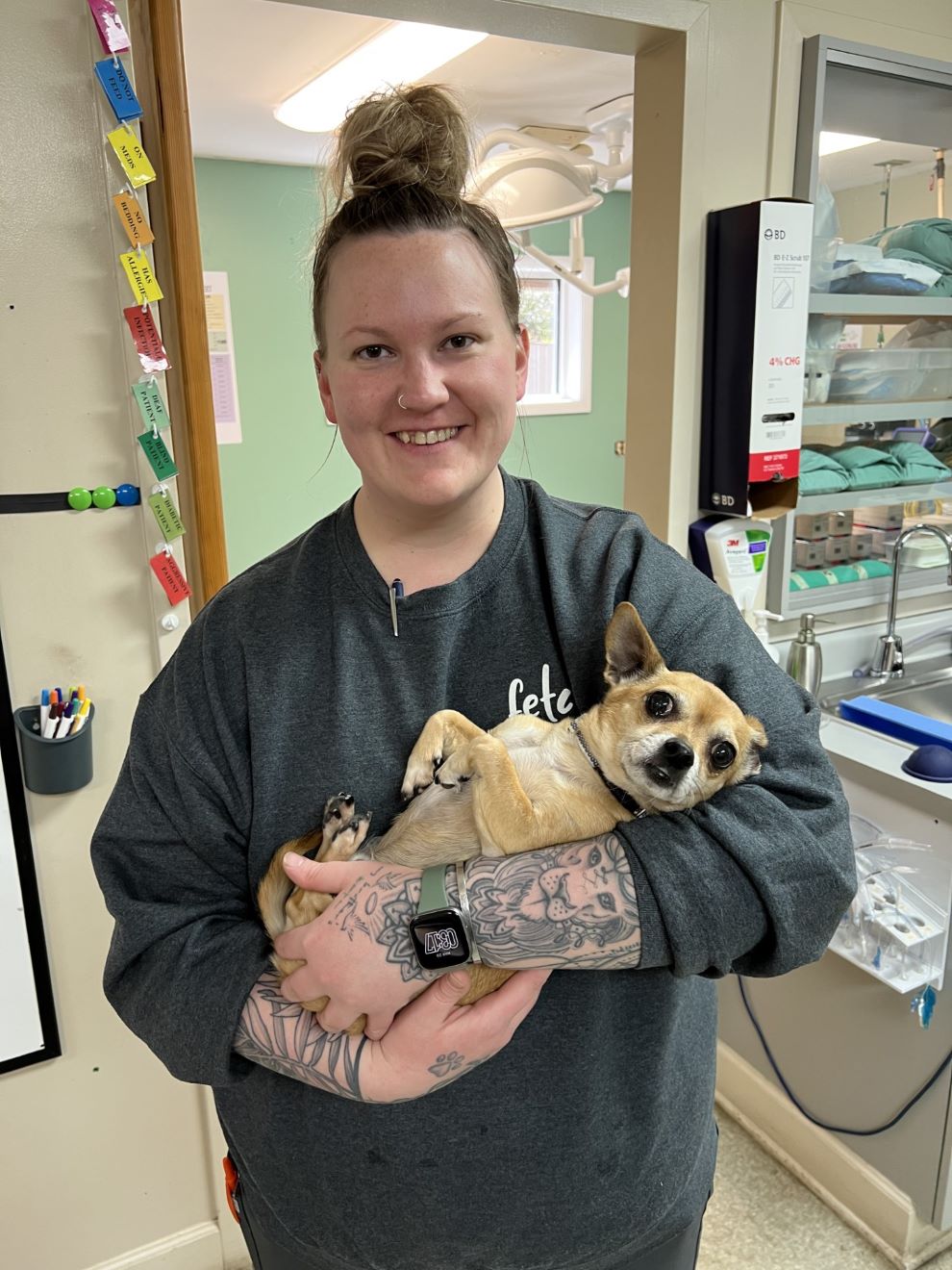 Chihuahua Being Held by Staff Member