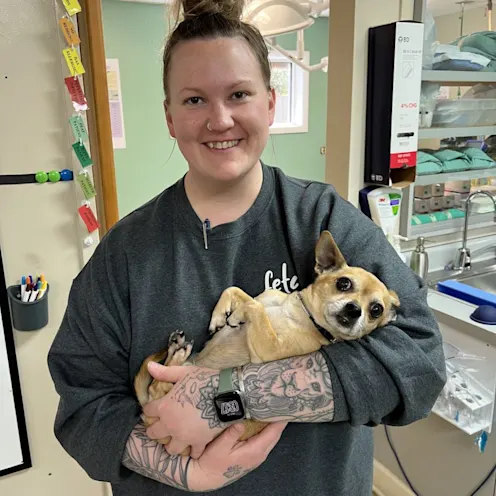 Chihuahua Being Held by Staff Member Chihuahua Being Held by Staff Member