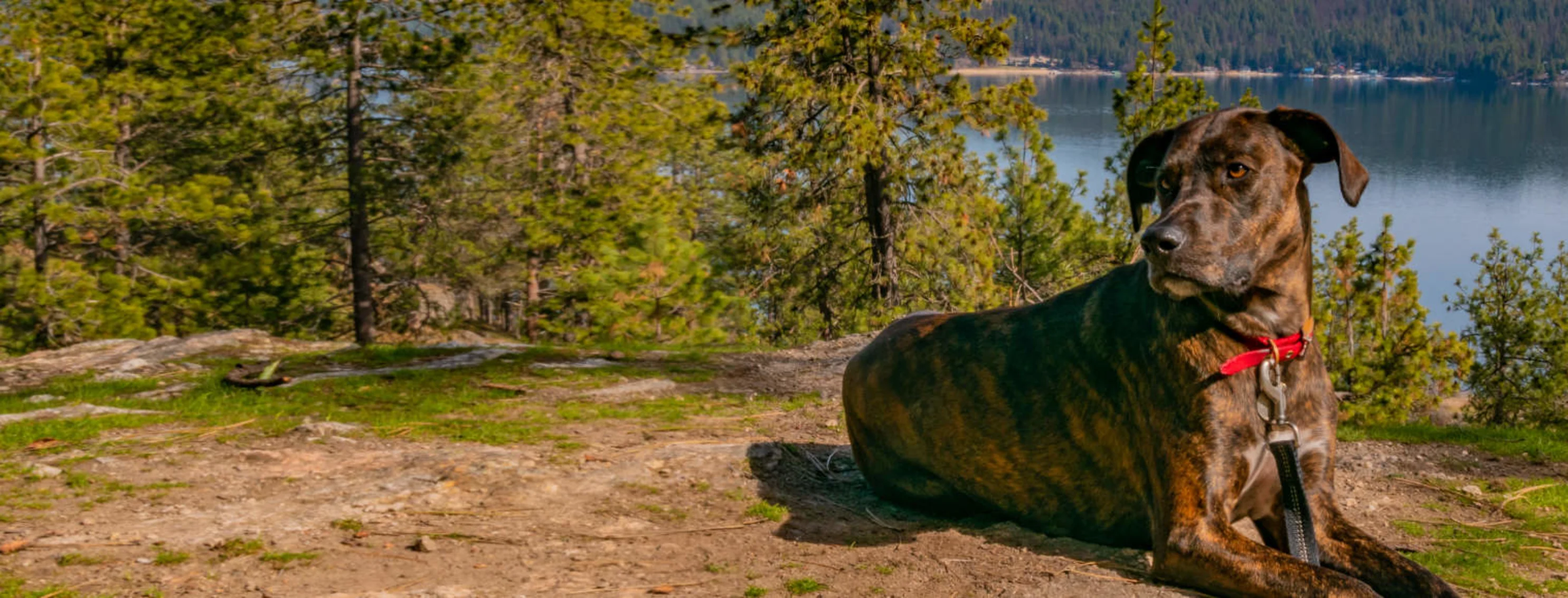 A dog looking to the left and sitting in front of trees and a lake