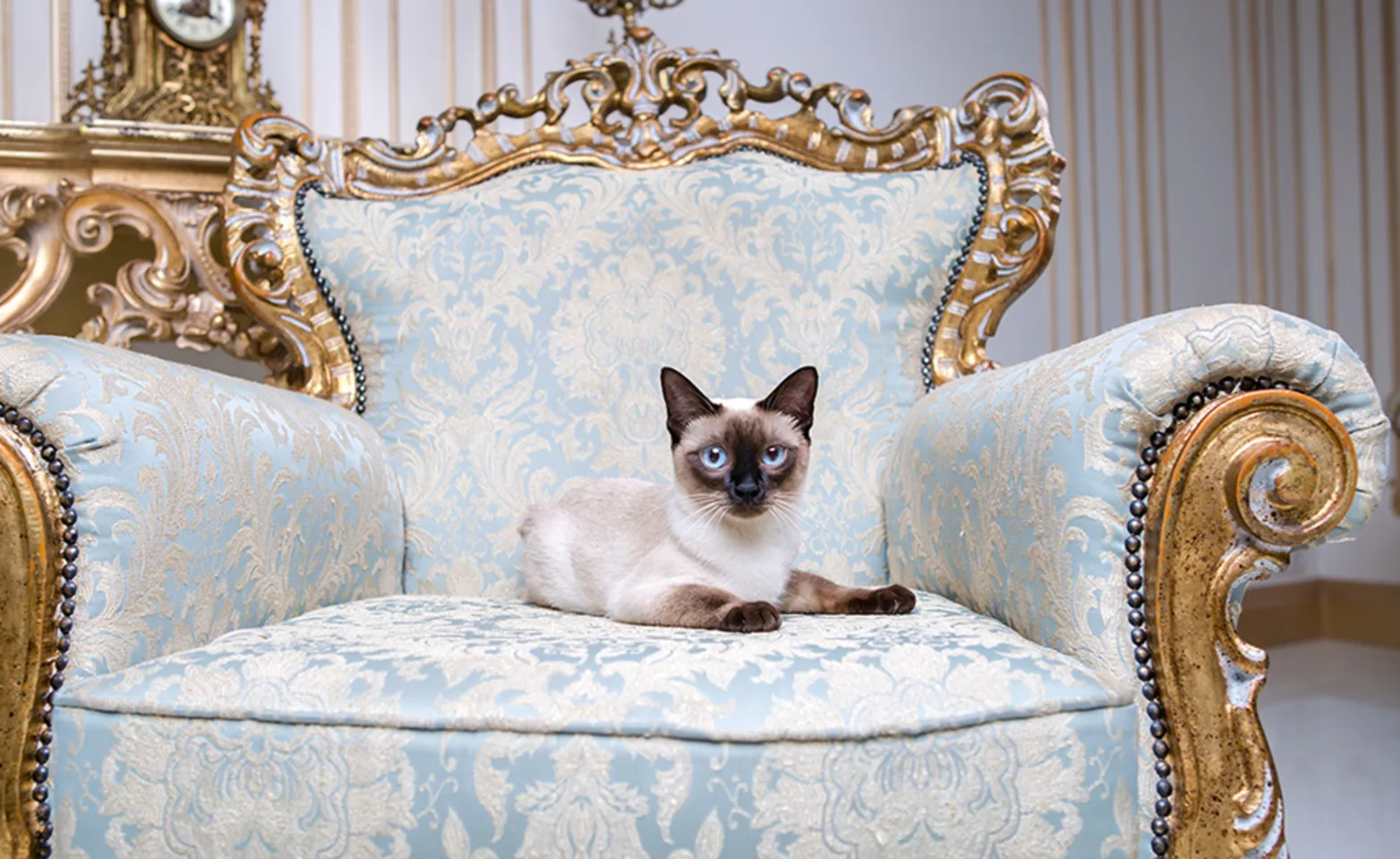 A cat sitting on an elegant chair A cat sitting on an elegant chair