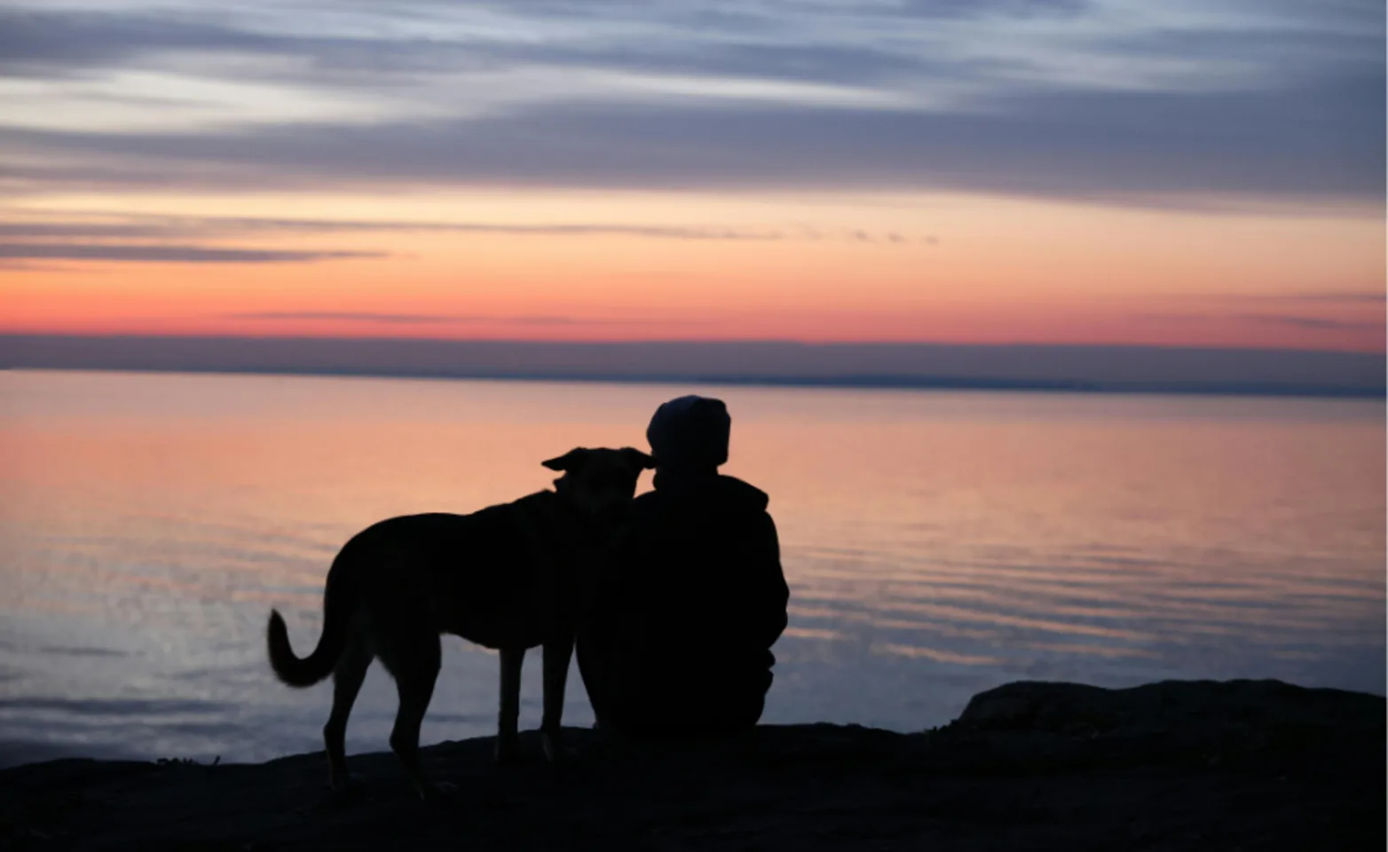 black silhouette of dog and person looking off into the ocean atop a cliff black silhouette of dog and person looking off into the ocean atop a cliff