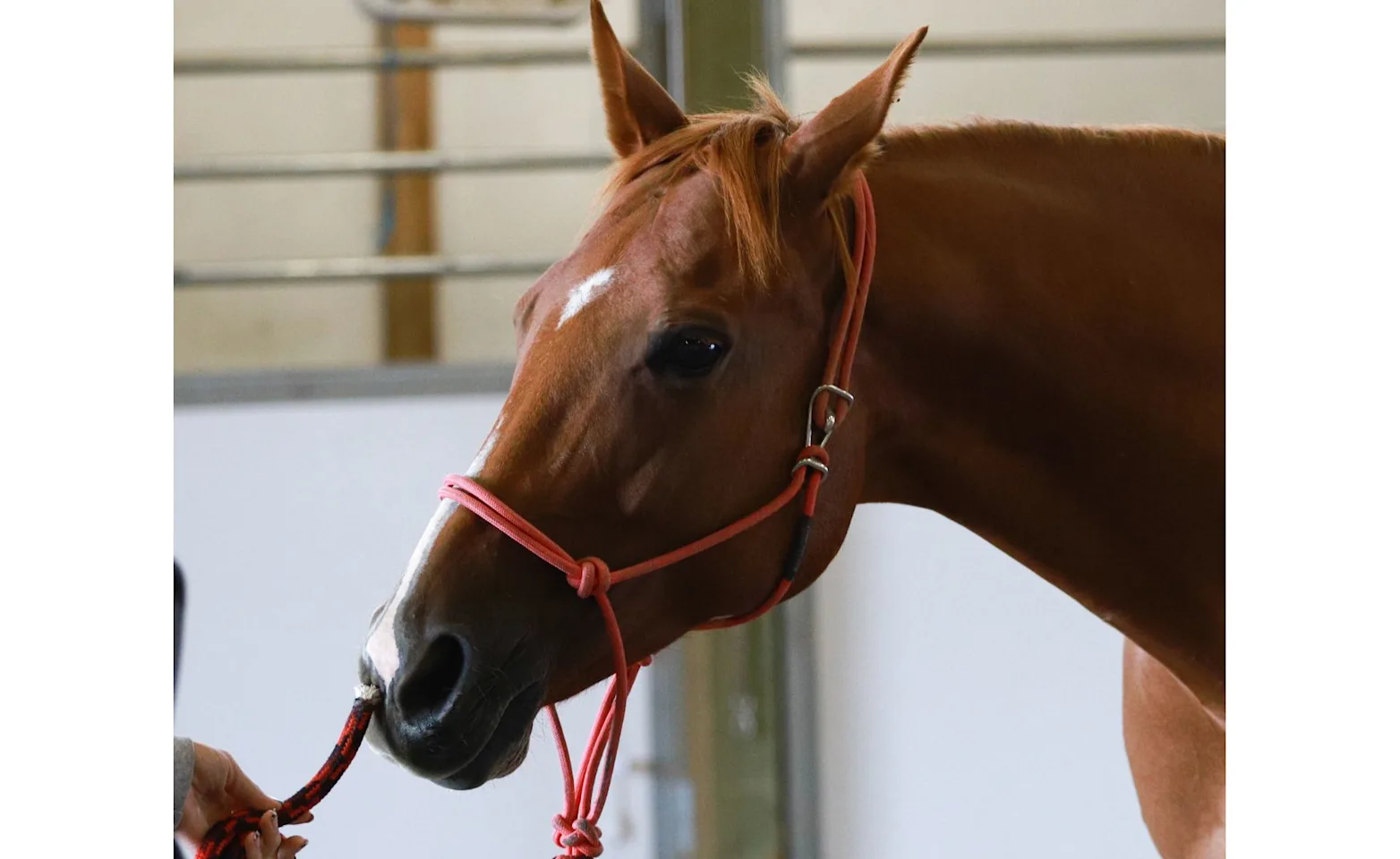 vet examing horses face vet examing horses face