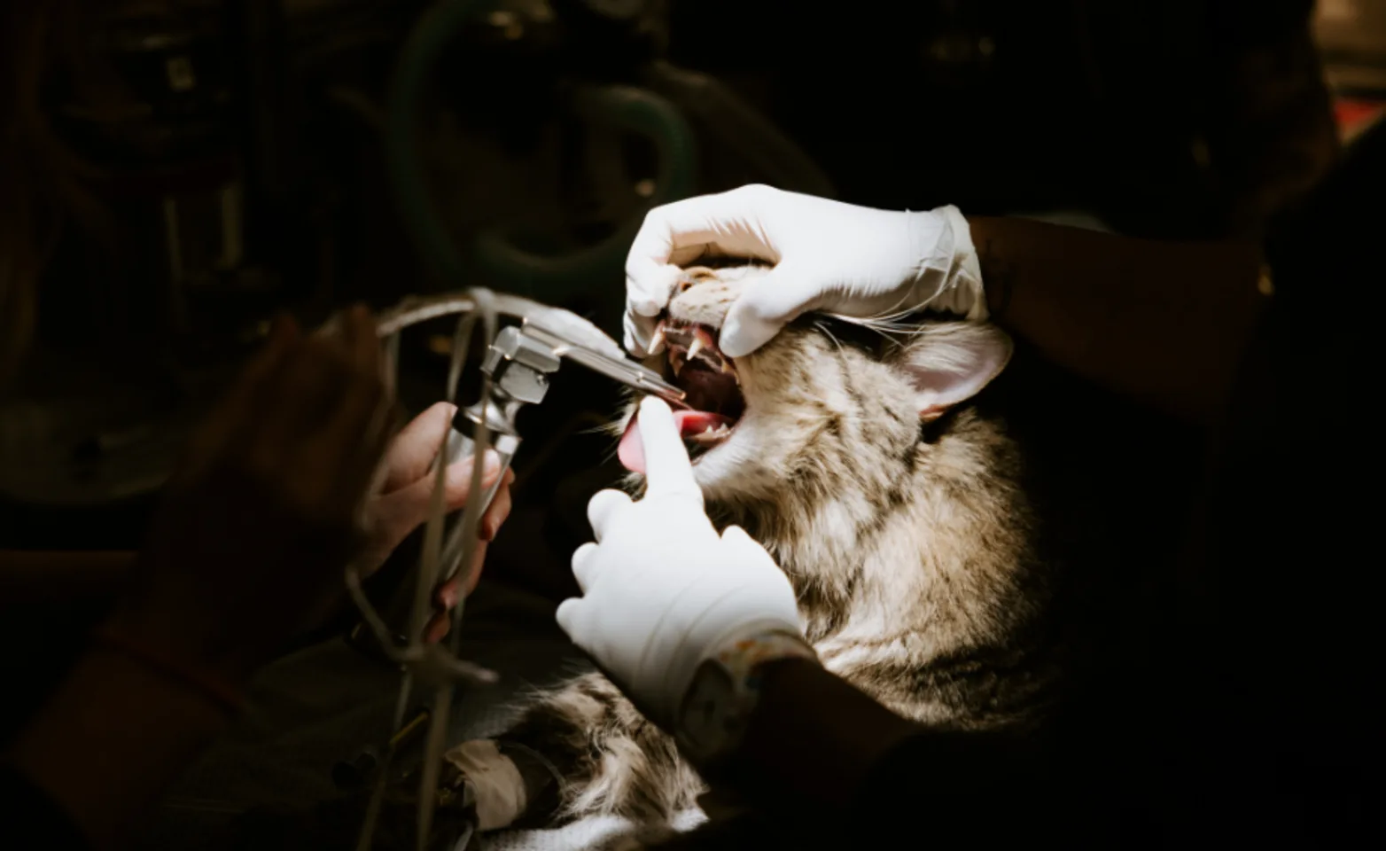 Cat being placed under anesthesia Cat being placed under anesthesia