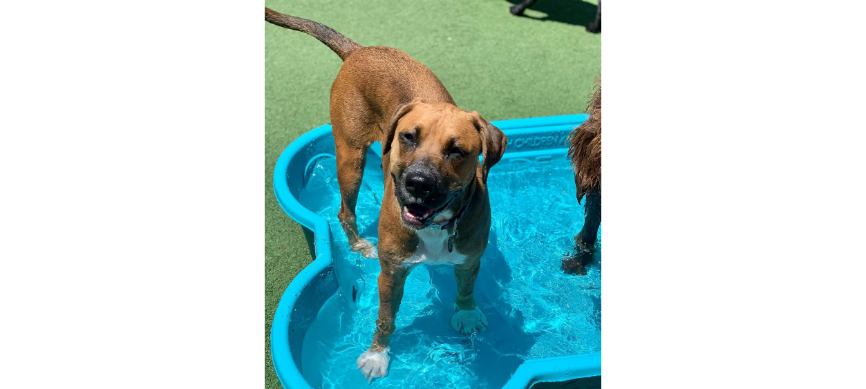 Brown Dog Standing In Kiddie Pool