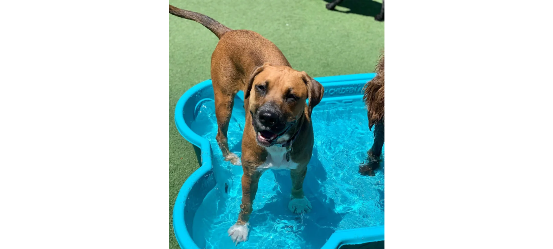 Brown Dog Standing In Kiddie Pool Brown Dog Standing In Kiddie Pool