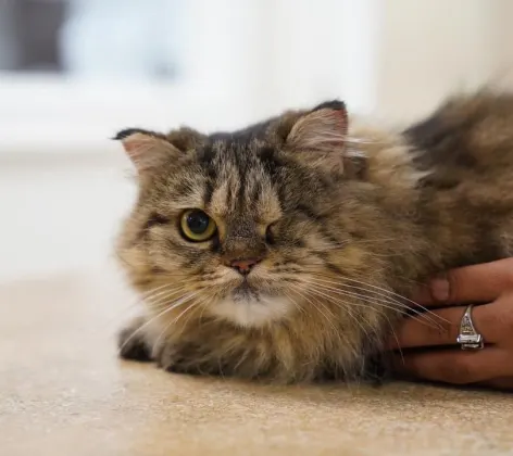 A cat with one eye on a table