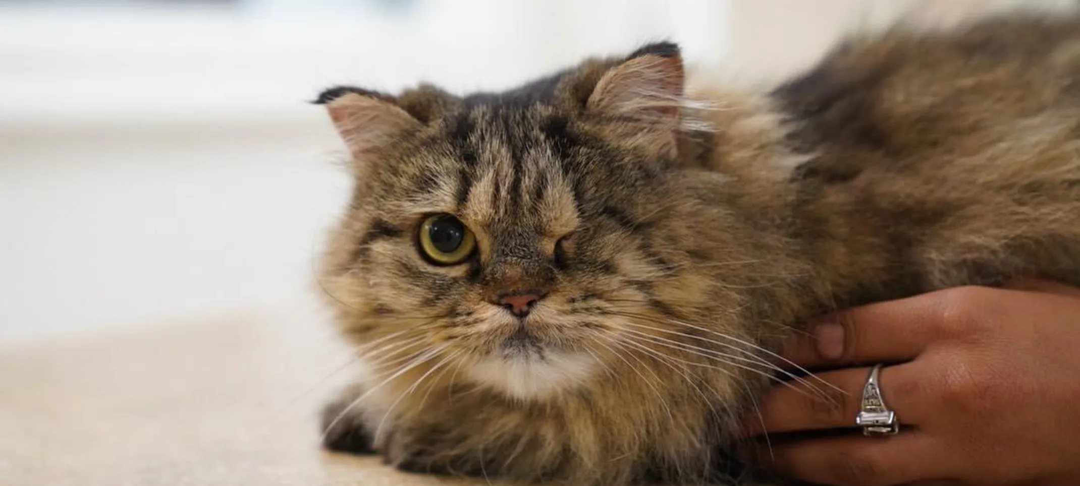 A cat with one eye on a table A cat with one eye on a table
