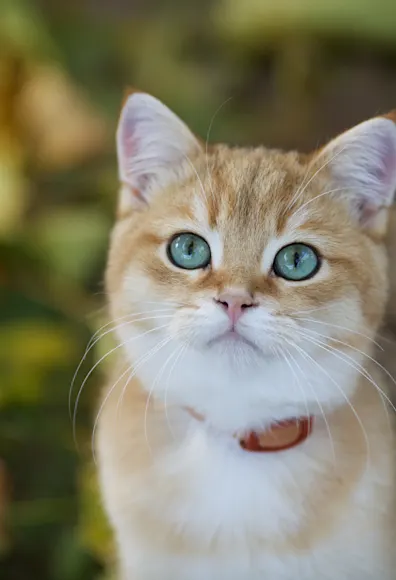 CAT - NATURE CAT - NATURE