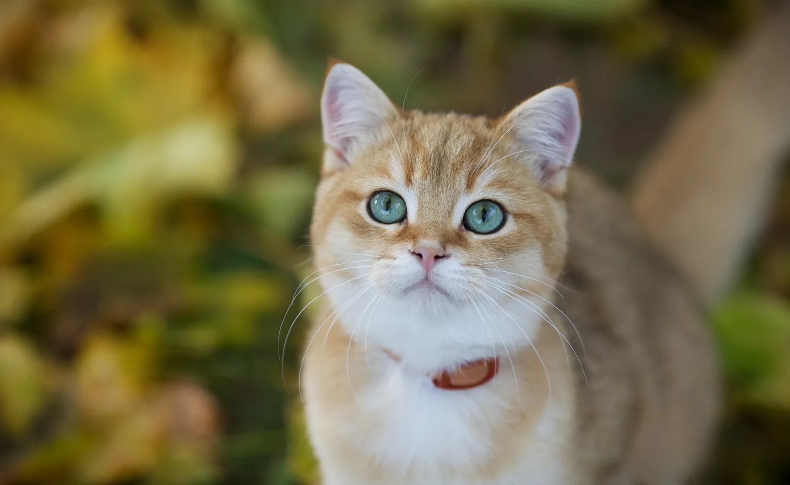 CAT - NATURE CAT - NATURE