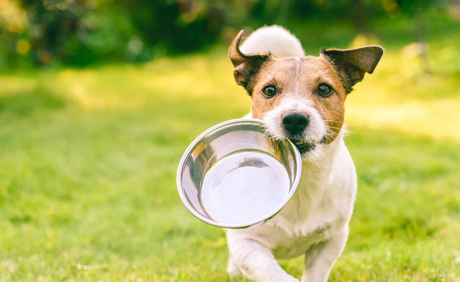 dog with bowl in mouth running in grass dog with bowl in mouth running in grass