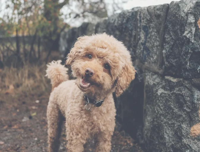 Cute golden doodle tilting its head and smiling at the camera. 