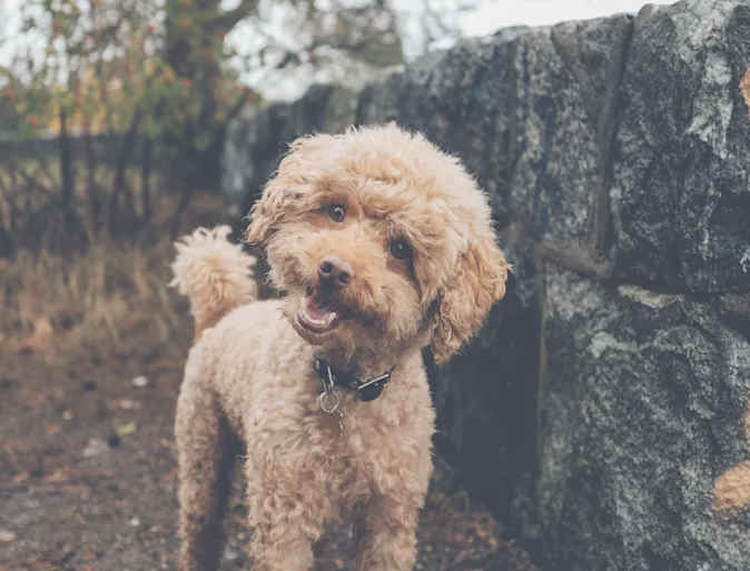 Cute golden doodle tilting its head and smiling at the camera. Cute golden doodle tilting its head and smiling at the camera.
