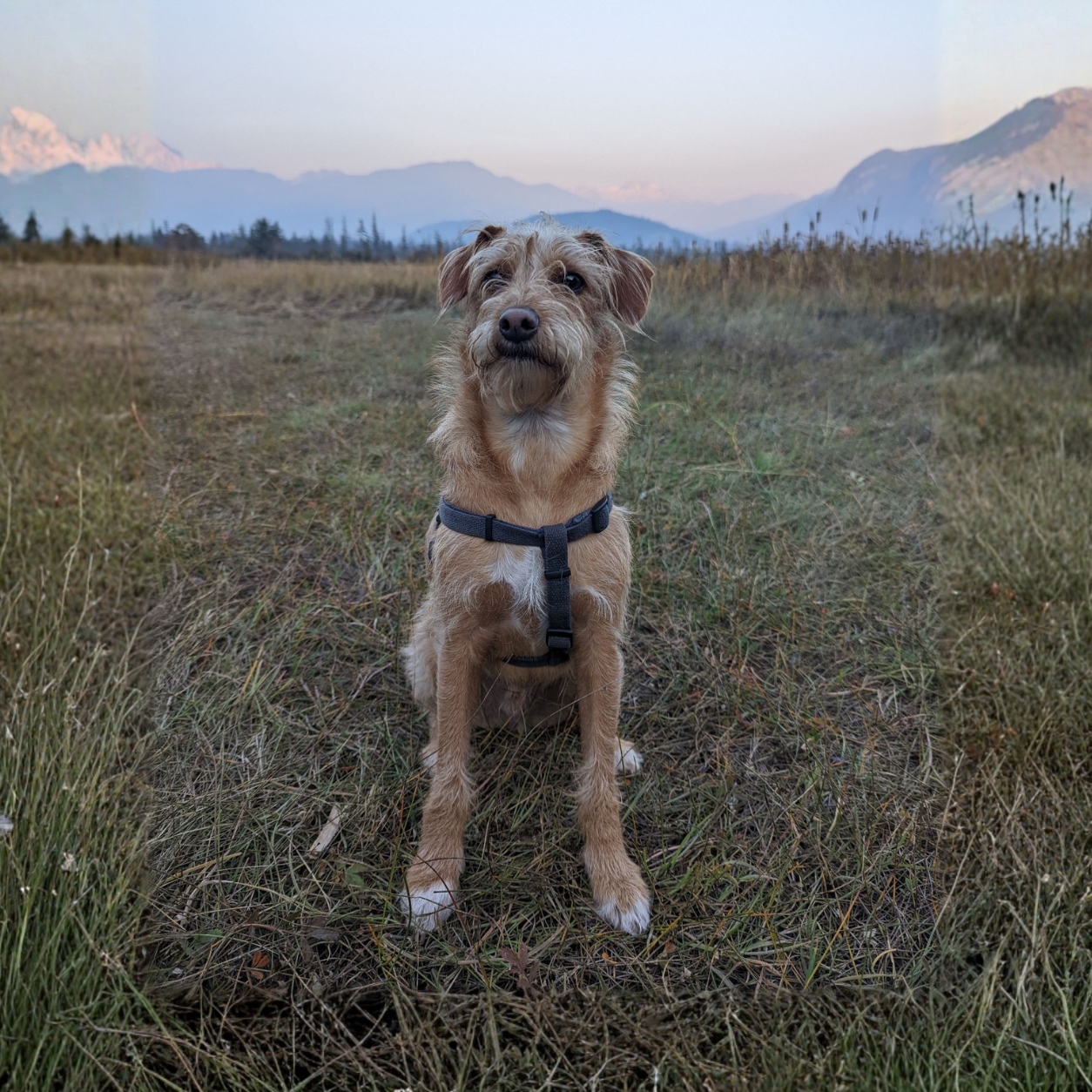 Terrier in a field at sunset