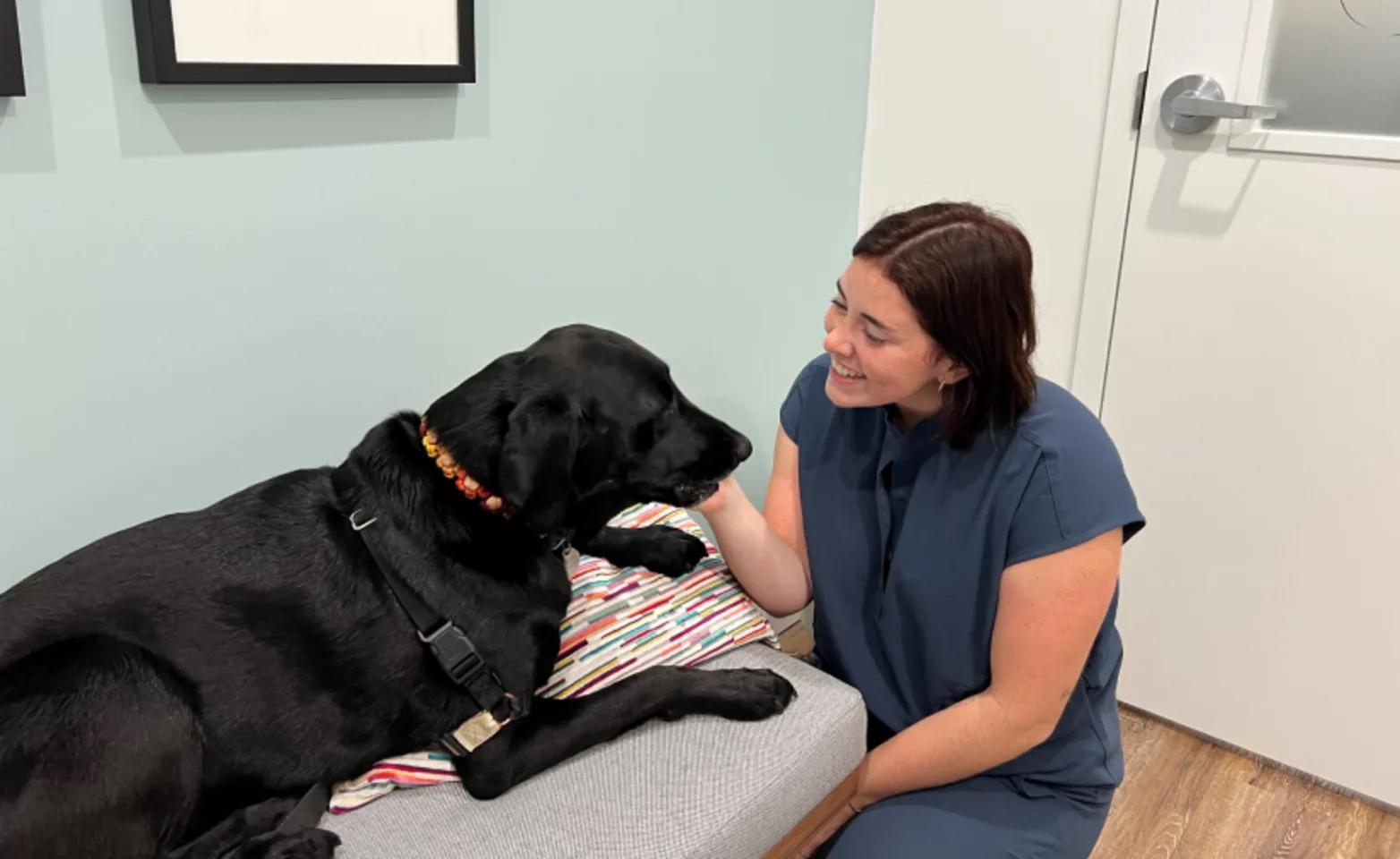 A veterinarian petting a black dog 