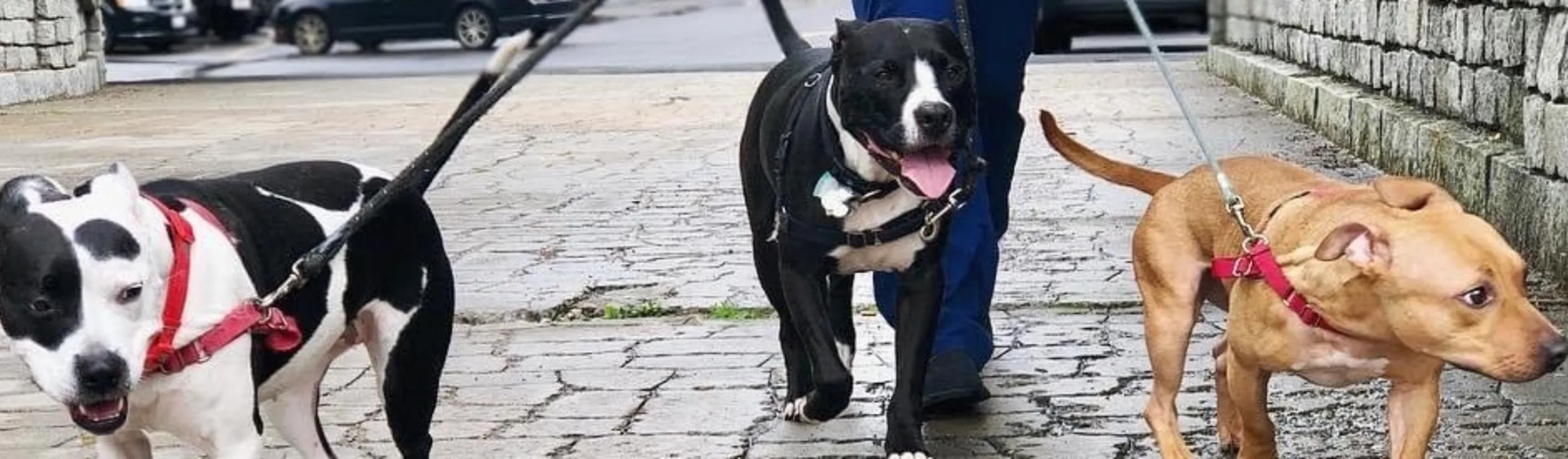 Dogs on leashes