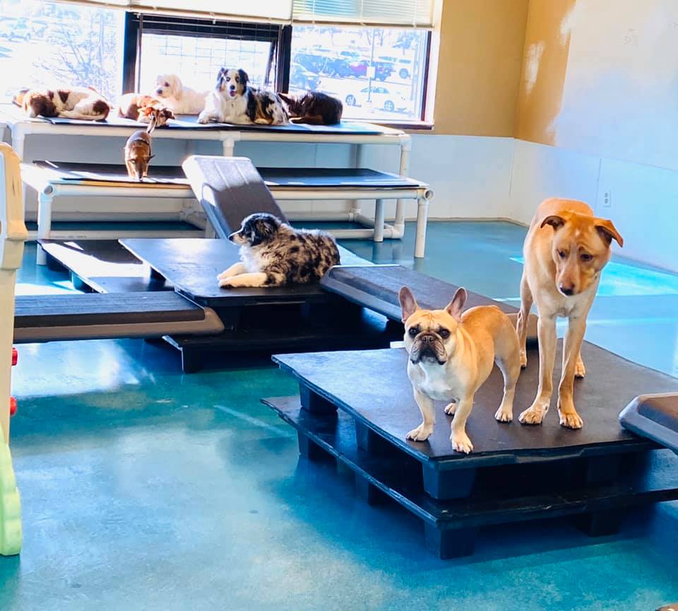 Dogsplaying at dog daycare in Boulder, CO