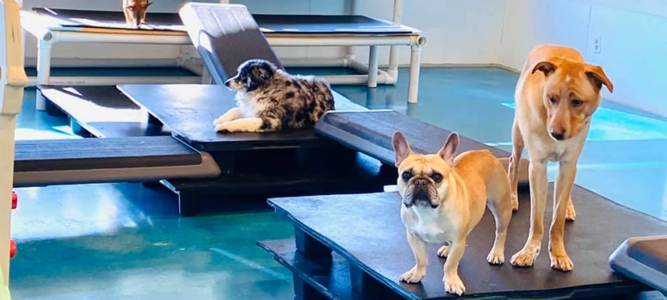 Dogsplaying at dog daycare in Boulder, CO Dogsplaying at dog daycare in Boulder, CO