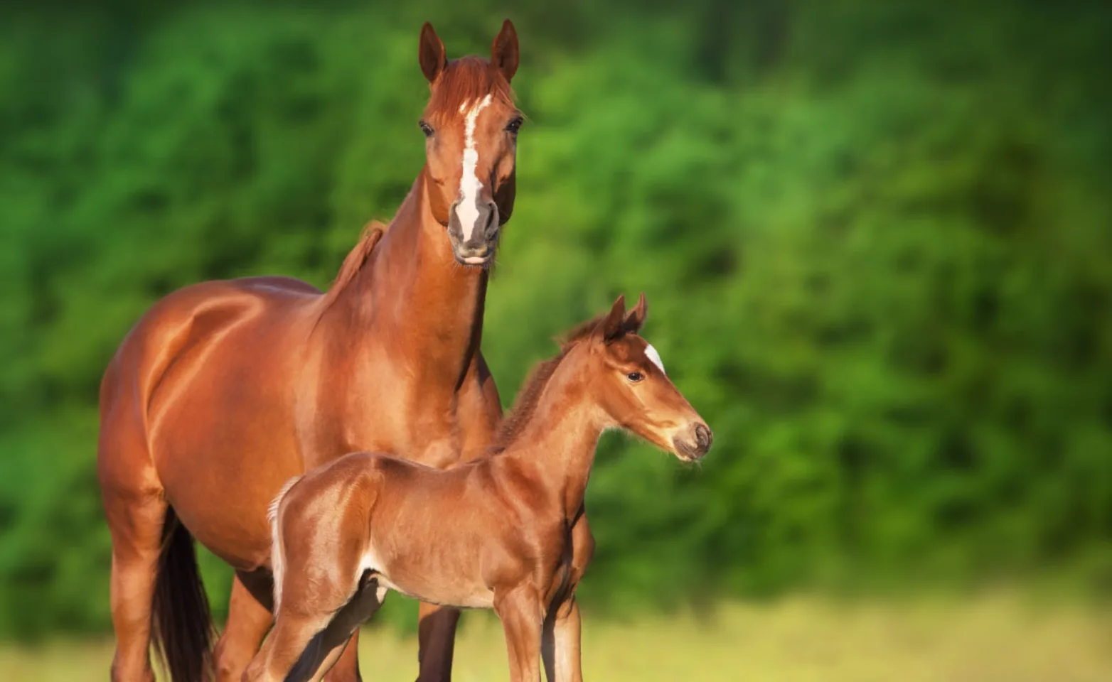 Mare and foal in rural nature setting Mare and foal in rural nature setting