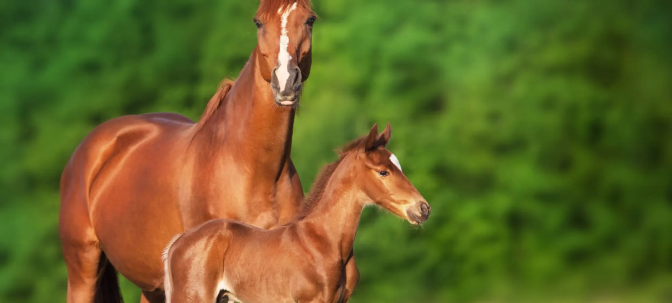 Mare and foal in rural nature setting