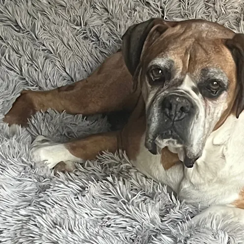 Britt Shinn Britt Shinn