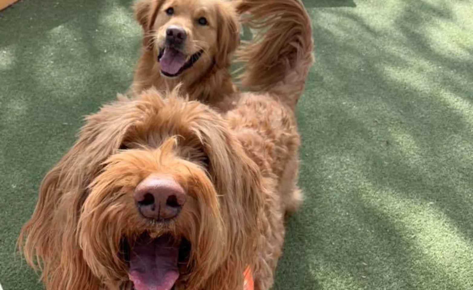 3 dogs playing 3 dogs playing
