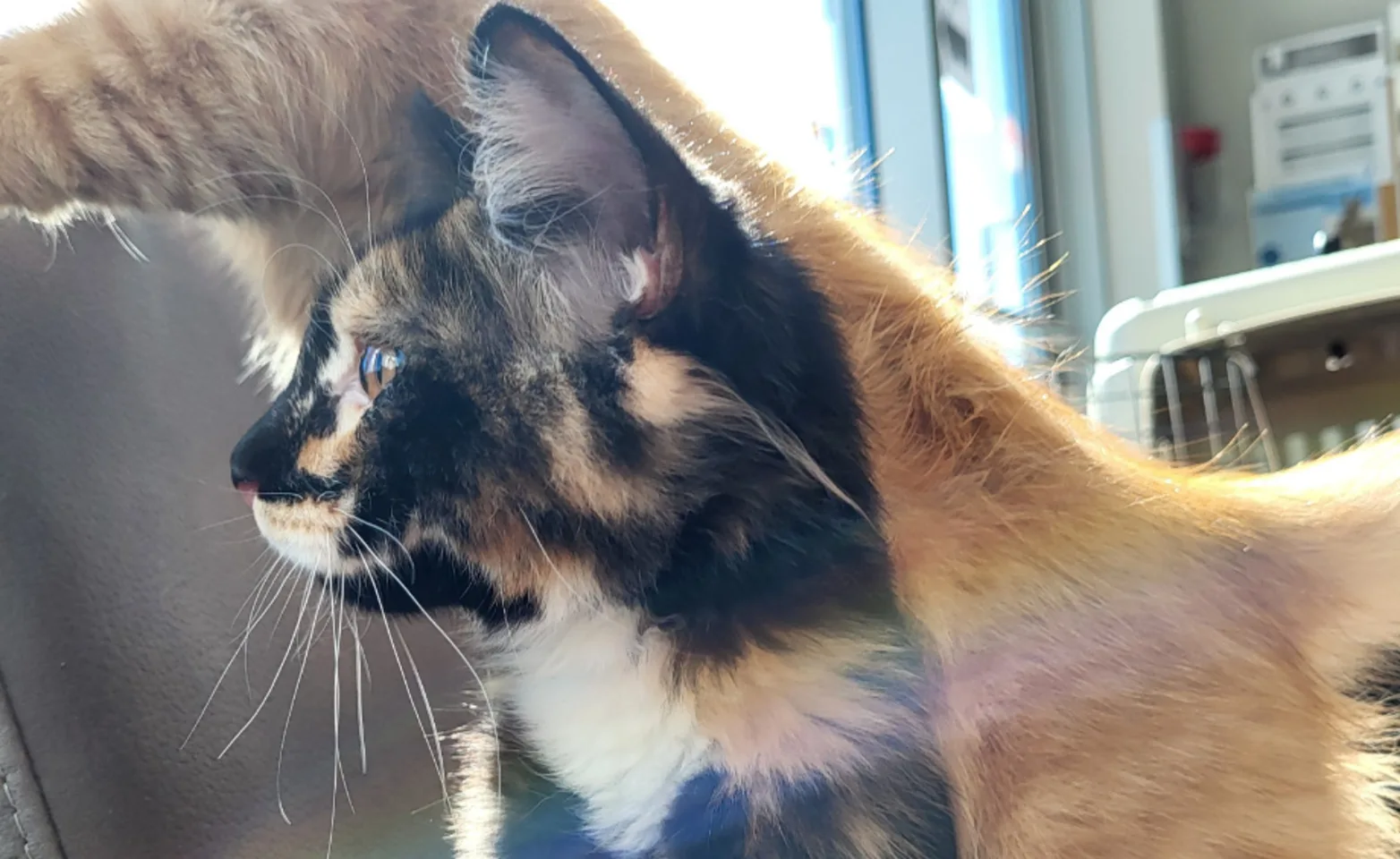 Two cats on a chair Two cats on a chair