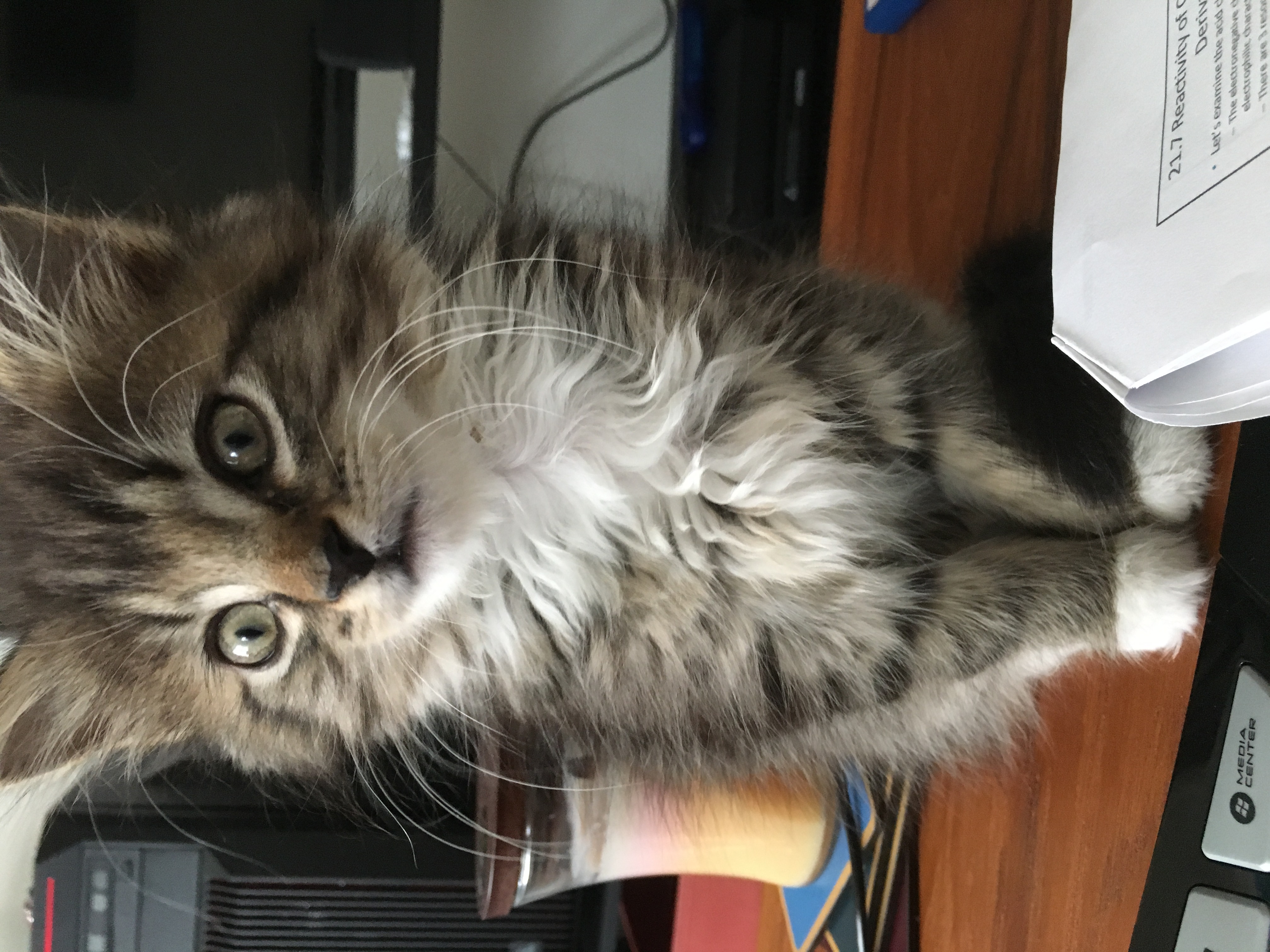 Kitten sitting on a table