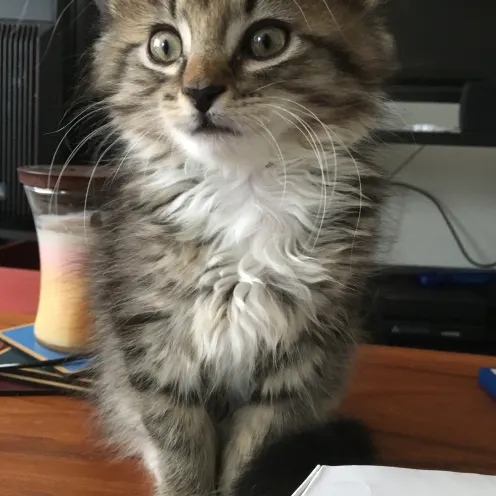 Kitten sitting on a table