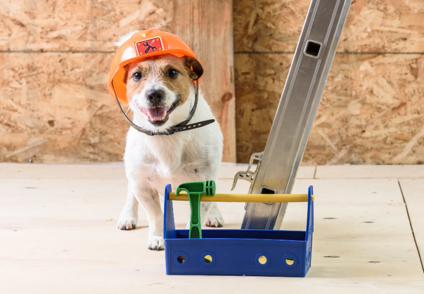 A Small Dog with Construction Tools A Small Dog with Construction Tools