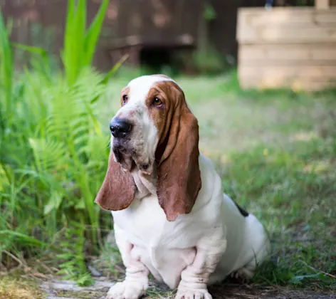 Basset Hound in Garden