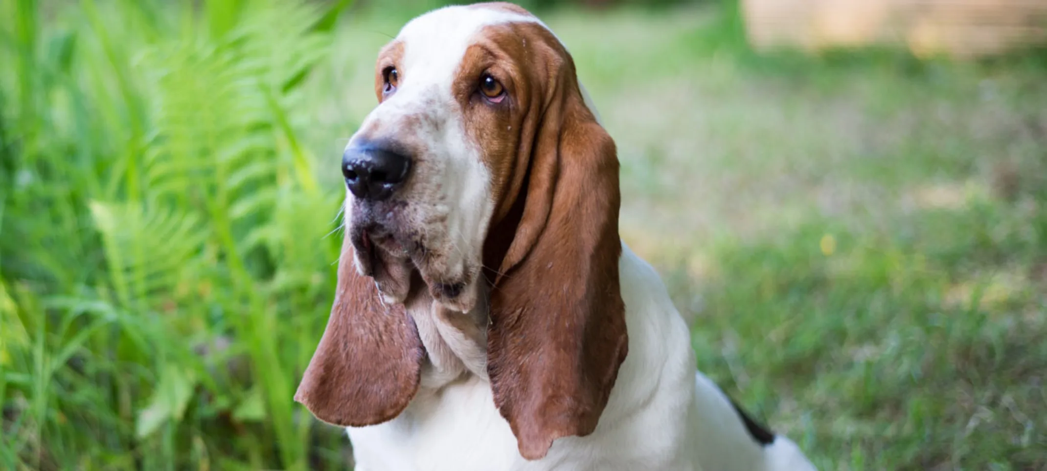 Basset Hound in Garden